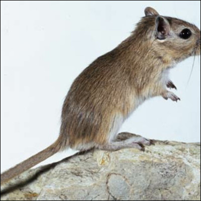 Si tu étais un chat, quelles proies mangerais-tu ?