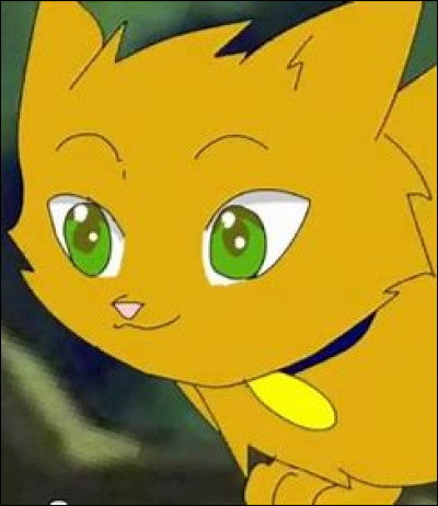 Tu vois un chat domestique, que fais-tu ?