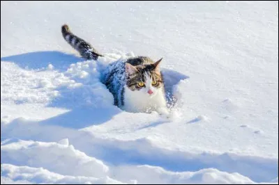 Je suis un chat à poils courts, qui sont de couleur bleu argenté. Je proviens des pays du nord, dits scandinaves.