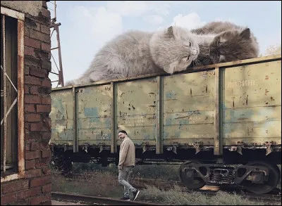 Je suis originaire dAmérique. Jai de longs poils et fait partie des plus grandes races de chats.