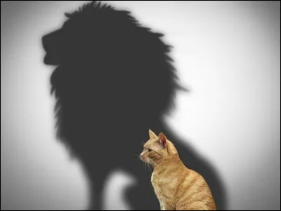 Je proviens dun croisement entre une chatte domestique et un félin de taille moyenne. Je fais aussi partie des plus grandes races de chats.