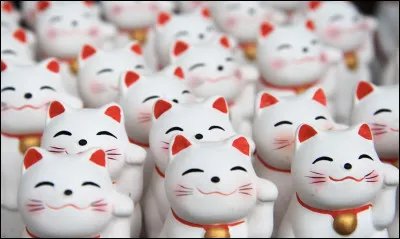 Je suis un chat thaïlandais au pelage blanc ou beige, possédant une touche de brun sur le museau, les pattes et la queue. Jai aussi une fine face triangulaire.