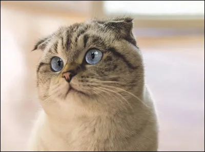 Je suis un chat rondouillet, originaire du Royaume-Uni, célèbre pour les petites oreilles repliées.