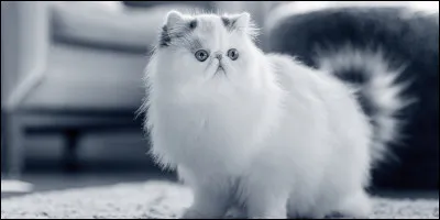 Jai de très longs poils et un museau tout plat. Je viens dIran.