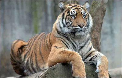 Je suis un chat au museau plat, les poils courts et le pelage rayé noir sur gris ; mais pas rayé comme un simple tigre : ces « rayures » irrégulières forment un joli motif de spirales sur mon dos.