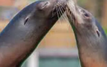Quiz Animaux