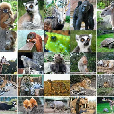 Quel est ton animal totem ?