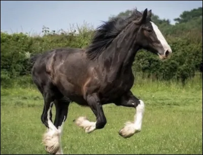 Quelle robe préfères-tu ?