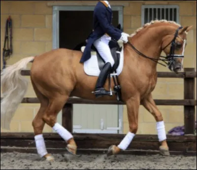 Quel animal préfères-tu ?