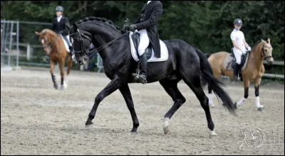 Quelle race aimes-tu ?