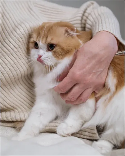 Ton chat a-t-il peur de toi ?