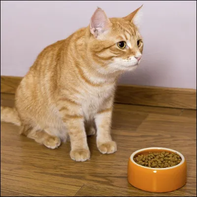 Est-ce que ton chat fait des chichis avec son repas ? Par exemple, il y a de la pâtée et des croquettes, mais il ne mange que les croquettes !