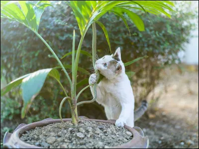 Pour finir, est-ce que ton chat fait des bêtises ?