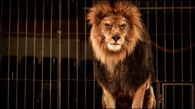 Lion : est-ce un félin ou canidé ?