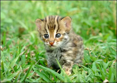 Le chat est-il un félin ?