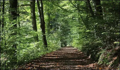 J'aime bien me balader en foret avec mon chien.