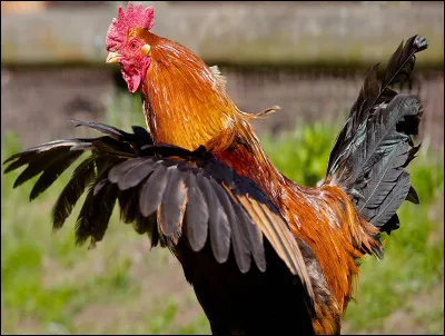 Sur quelle distance une poule peut-elle voler ?