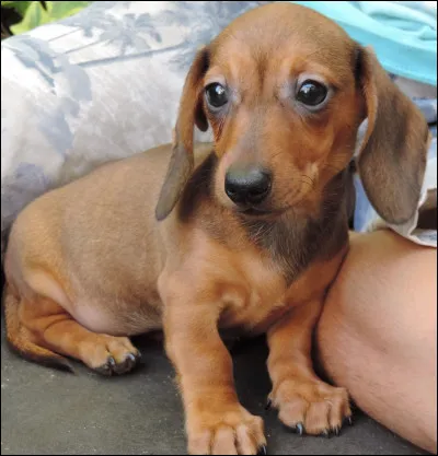 Quelle est cette race ?