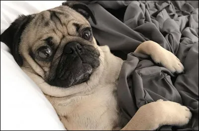 Quelle est cette race ?