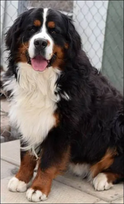 Quelle est cette race ?