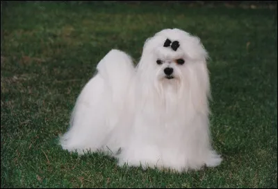 Quelle est cette race ?