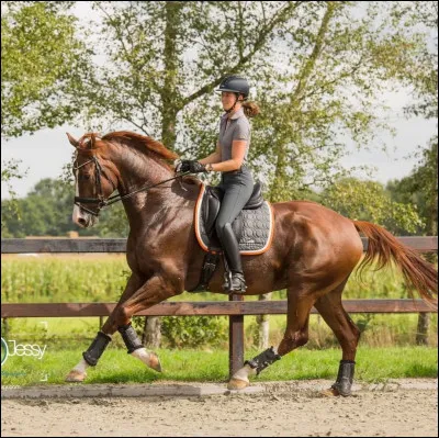 Qu'aimerais-tu faire avec ton cheval ?