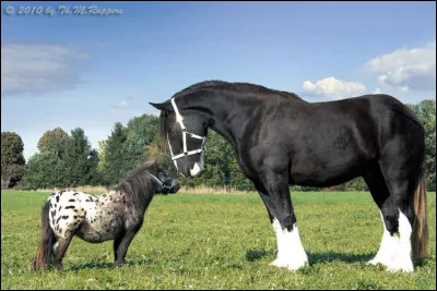 De quelle taille préfères-tu un cheval ?