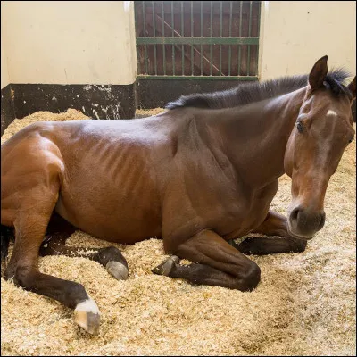 Pour la litière, le crottin et les plaques d'urine sont à nettoyer...
