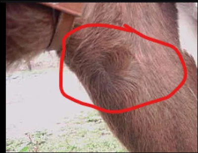 L'un des épis est le convergent.