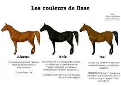 Quelles sont les déclinaisons des robes de bases ?