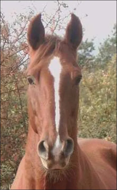 Où trouve-t-on les différentes marques blanches sur la tête du cheval ?