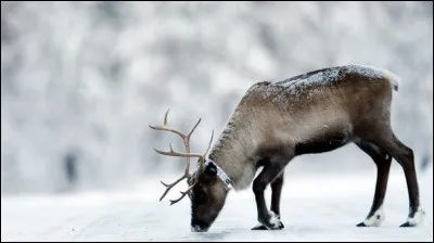 Quel est le nom de cet animal ?