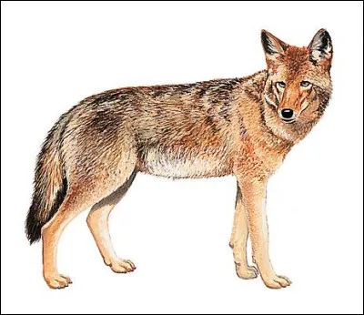 Quel est le nom de cet animal ?