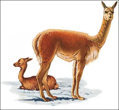 La vigogne est plus proche :