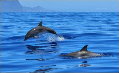 Est-ce que le dauphin peut nager en dormant ?