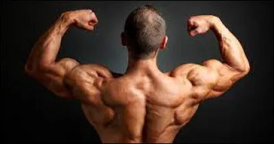 Quel est le muscle le plus puissant du corps ?
