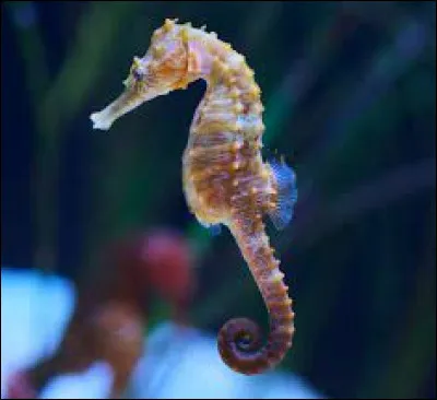 Les femelles hippocampes portent les bébés dans leur ventre.