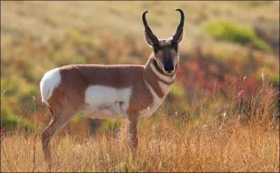 Comment s'appelle cette antilope qui court librement dans les prairies du Wind Care National Park ?