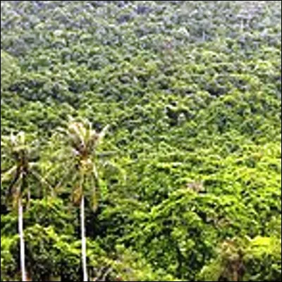 Quel terme hindi d&eacute;signe une formation v&eacute;g&eacute;tale s&egrave;che riche en arbres ?