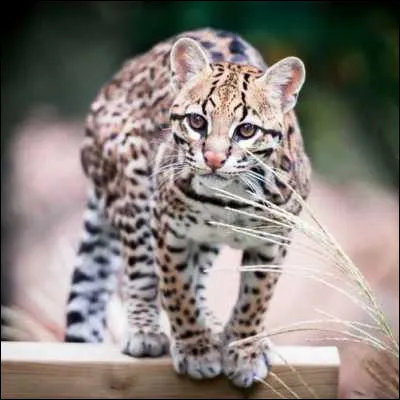 Comment s�appelle ce f&eacute;lin d�Am&eacute;rique du genre Leopardus ?