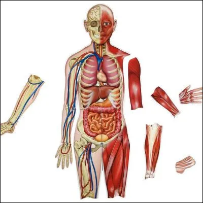 &Agrave; quel processus m&eacute;tabolique est associ&eacute;e la notion de colostrum ?