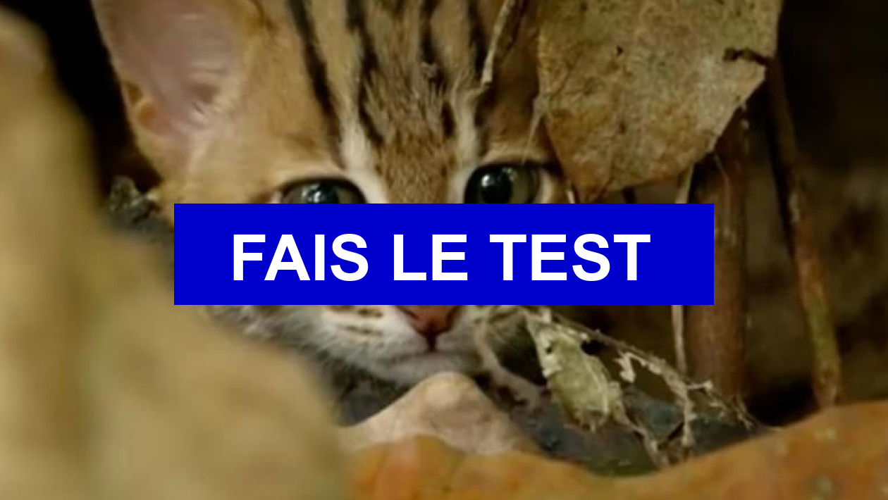 Test La Guerre Des Clans Quel Est Ton Nom Test De quelle couleur serait ton pelage dans ''La Guerre des clans'' ?