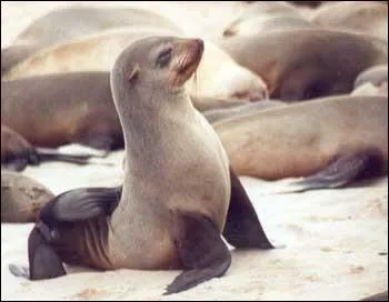 Par quoi l'otarie se distingue-t-elle du phoque ?