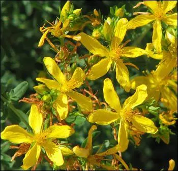 Laquelle de ces plantes n'est pas grimpante ?