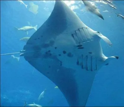 La raie la plus grande est la manta. Quelle envergure atteint-elle ?