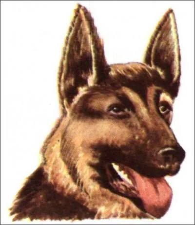 Un seul de ces chiens porte les oreilles droites. Lequel ?