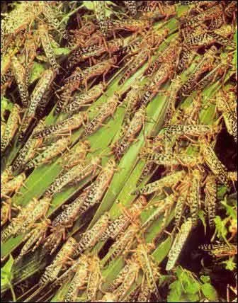 Un nuage de sauterelles en cours de migration peut s'tendre sur une longueur de :