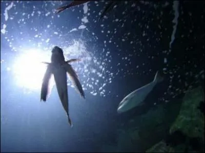 Les poissons volants font gnralement une sorte de vol plan sur plus de :