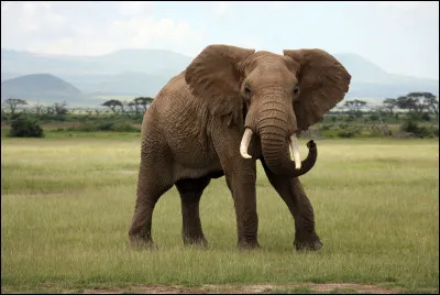 Un éléphant rentre dans un bar, que prend-il ?