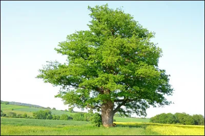 Qu'est-ce qui a 2 branches mais pas de feuille ?